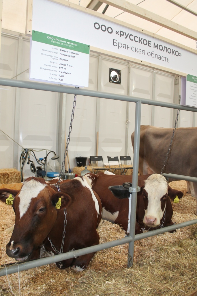  Своих рекордсменок показало на выставке брянское сельхозпредприятие «Русское молоко»